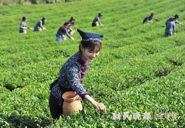 宣城中国茶府最新消息深度解析